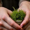 Close-up of artisan hands carefully placing preserved moss onto a base, with various natural materials like bark and pebbles in the background.